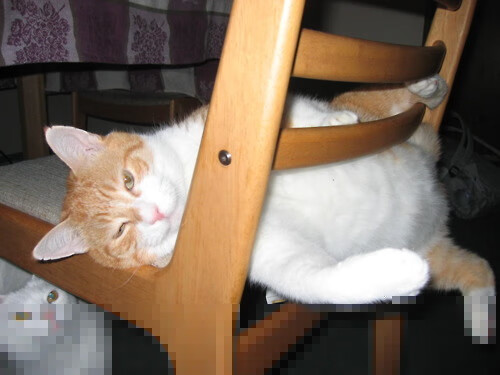 开云中国大陆-世界卡丁车锦标赛，速度与激情的巅峰对决，卡丁车世界级比赛