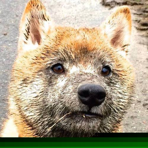 全民足球运动推广活动持续火热,惠及千家万户,全民足球手游