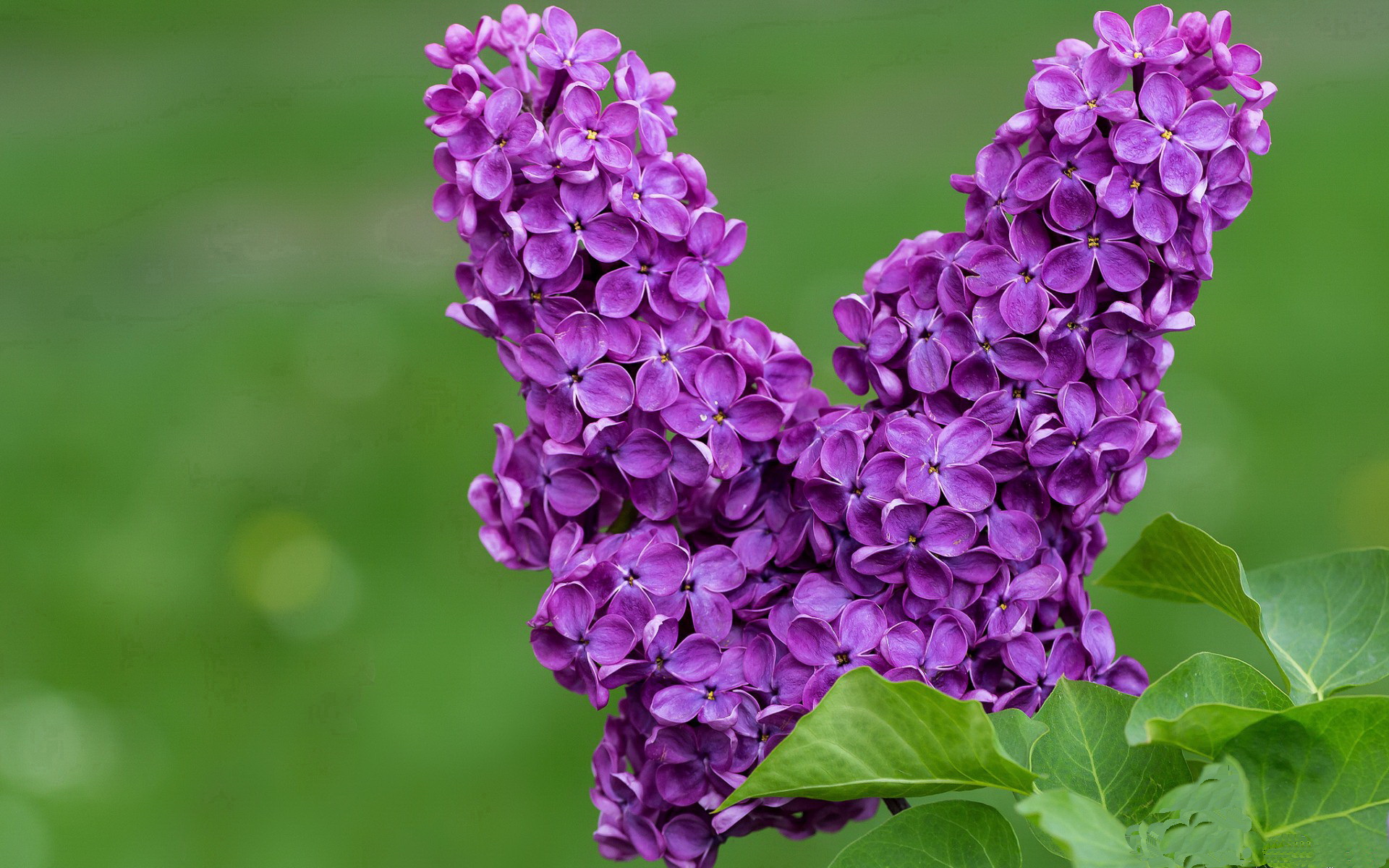 德甲引入虚拟实境观赛体验,开启科技新篇章,虚拟足球英国联赛