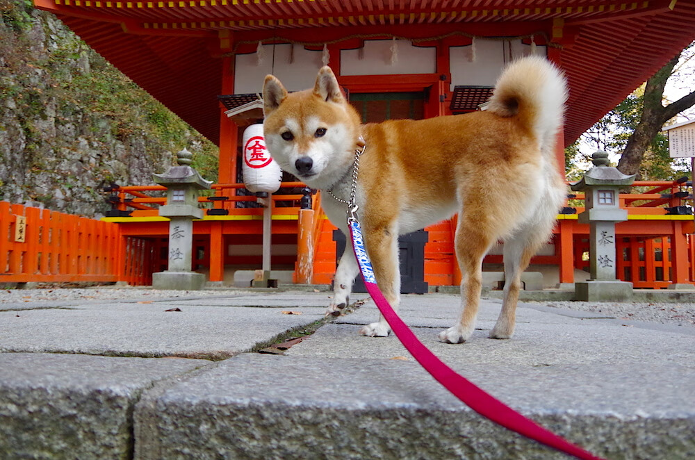 新时期青少年足球“创客”项目在多地试点推广,激发创新潜能,青少年足球宣传片
