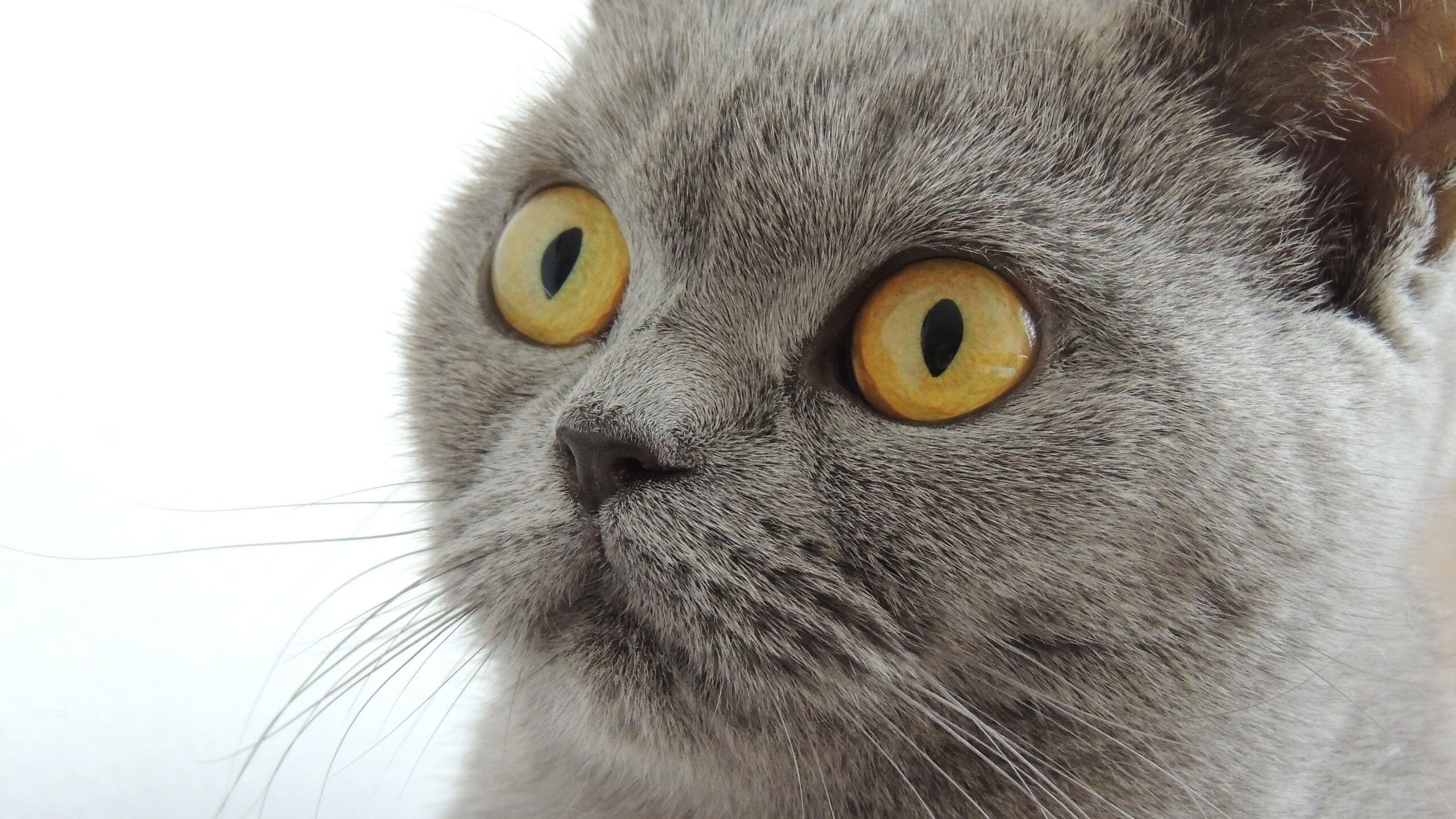 球迷粉丝文化:从应援到全民篮球热潮的转变,粉丝应援球星能有多疯狂