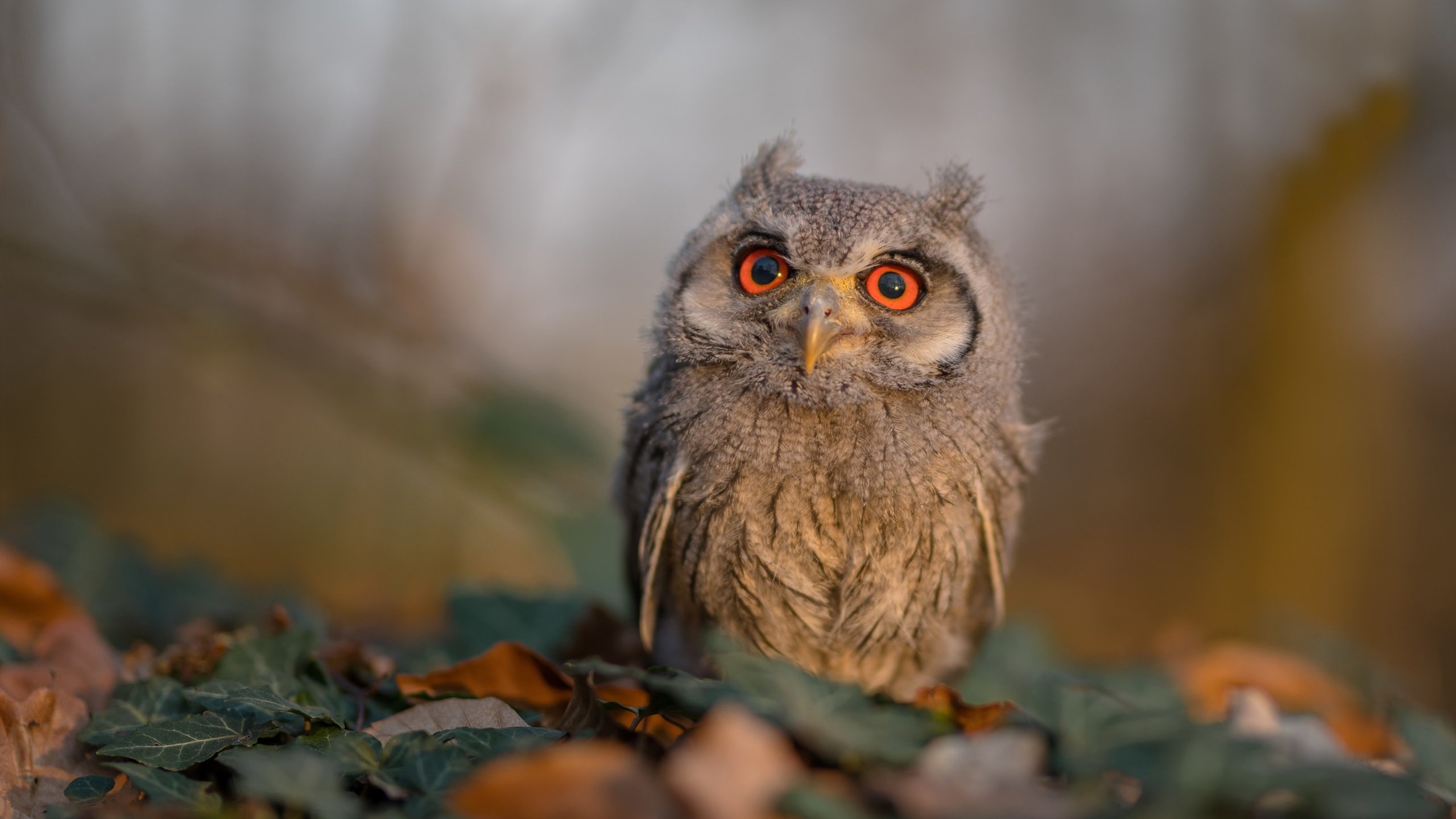 精彩瞬间回放:本周最炫技巧、神级扑救、逆转瞬间,最精彩的扑救