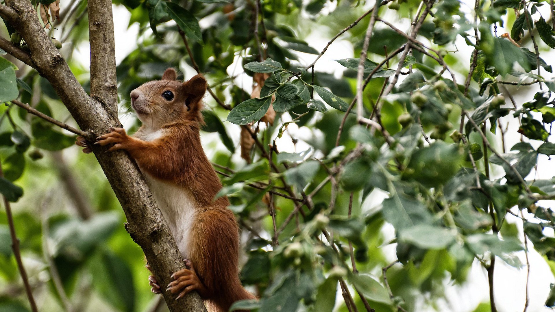 篮球职业联赛赛后数据分析报告发布,2021篮球职业联赛