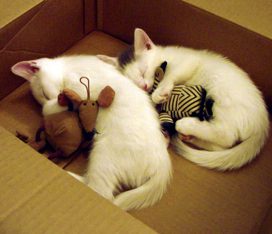 콜오버电竞大赛火热展开，电竞大神秀实力