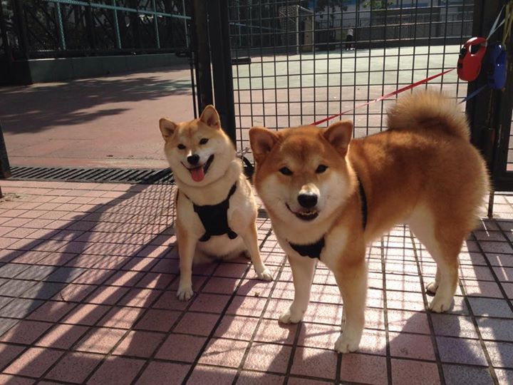 上海久事球队新援表现抢眼,上海久事篮球俱乐部外援