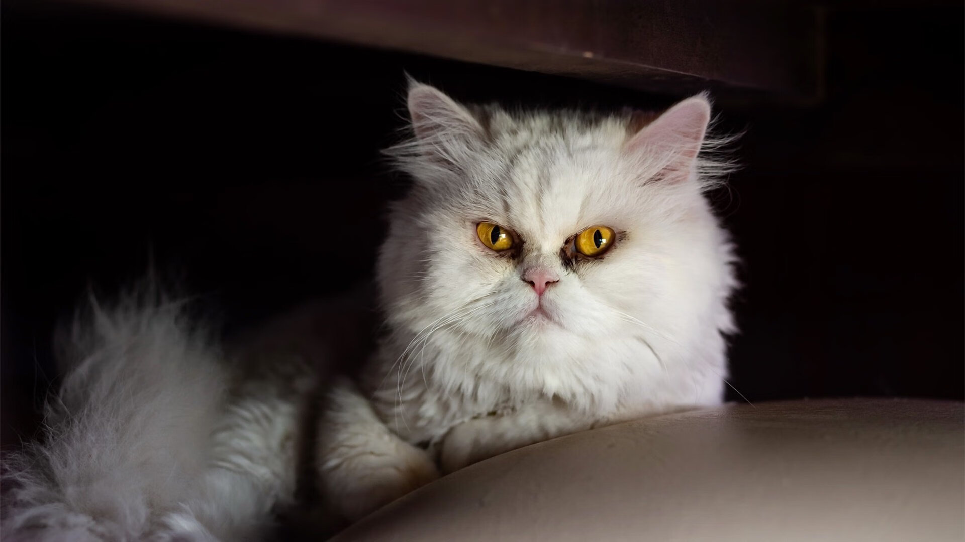 匈牙利足球队在比赛场上展现出不俗的实力,匈牙利足球队阵容